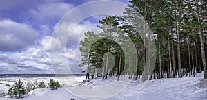 Panoramic view of pine trees forest near covered in snow sea coast during sunny winter day with blue sky with clouds