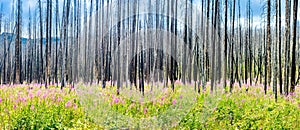 Panoramic view of pink flowering rosebay willowherbs fireweed