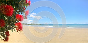 Panoramic view of Pohutukawa red flowers blossom on December