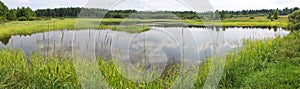 Panoramic view of a pond with green banks, overgrown with reeds and other near-water plants