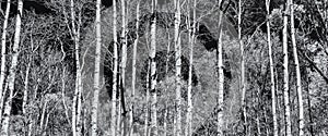 Panoramic view of poplar forest in black and white