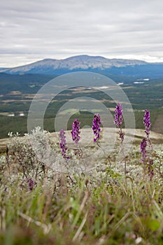 Proud purple flowers with mountains in background.