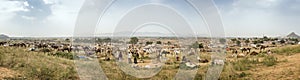 A panoramic view of Pushkar animal fare