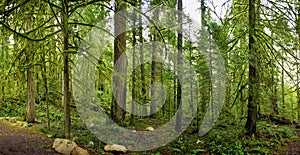 Panoramic view of the rain forest in Vancouver Island, Canada