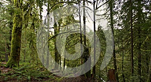 Panoramic view of the rain forest in Vancouver Island, Canada