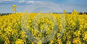 panoramic view of rapeseed close up of field and sky