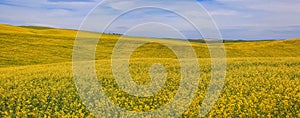 Panoramic view of rapeseed fields in Palouse, Washington state