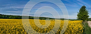 panoramic view of rapeseed with lonely tree and blue sky above