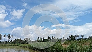 Panoramic view of rice fields with beautiful blue sky