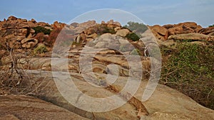 Panoramic View Rocky Valley with Yellow Stones and Bushes