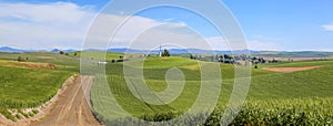 Panoramic view of rolling hills of wheat fields in Washington  state