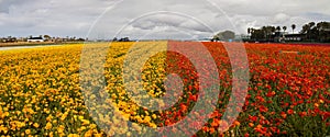 Panoramic view of row of colorful flower plants at Carlsbad flower fields in spring time