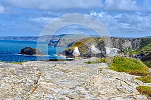 Panoramic view of the rugged coastline with three european herr