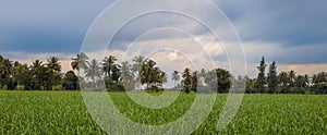 Panoramic view of a rural agricultural landscape in Karnataka, India