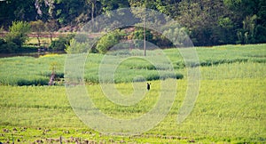 Panoramic view of rural and architectural scenery of riverside plain in spring