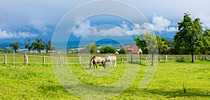 panoramic view of rural area with horses in southern Germany. Country life. natural light. cloudy day.
