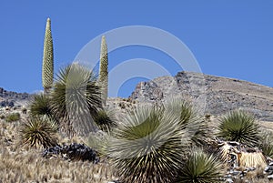 Puya Raimondi, is an endemic species of the high Andean zone of Bolivia and Peru photo