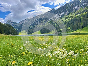 Panoramic view of Saemtisersee with wild flower meadow in Alpstein, Appenzell, Switzerland. photo