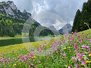 Panoramic view of Saemtisersee with wild flower meadow in Alpstein, Appenzell, Switzerland. photo