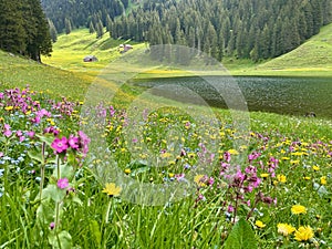 Panoramic view of Saemtisersee with wild flower meadow in Alpstein, Appenzell, Switzerland. photo