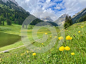 Panoramic view of Saemtisersee with wild flower meadow in Alpstein, Appenzell, Switzerland. photo