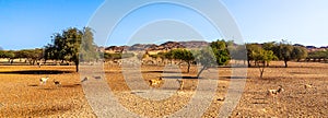 Panoramic view of the safari park on the island of Sir Bani Jas with walking antelope