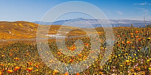 Panoramic view of scenic landscape of Antelope valley in California, 2023 super bloom
