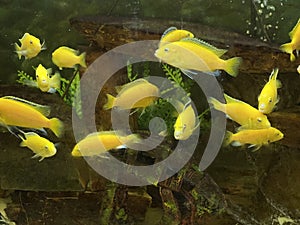 Panoramic view of a school of yellow fish.