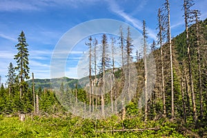 Panoramic view of the Seven Granats ridge - Siedem Granatow - within the Zabia Gran range over Rybi Potok Valley in Tatra photo