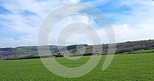 Panoramic view of sheep and new spring lambs grazing in fields surrounded by stone walls and hills in west yorkshire pennine