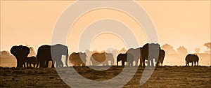 Panoramic view of silhouettes of elephants at sunset