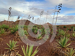 Panoramic view of sisal palm trees in desert area with volcanoes on the horizon. Volcanic landscape with sisal plant. Extreme