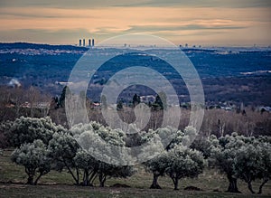 Panoramic view of the skylane of the city of Madrid from some olive trees in the town of El Escorial in Madrid (Spain)