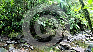 Panoramic view of a small stream in Basse Terre jungle in Guadeloupe