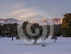 Panoramic view Snow-capped peaks of mount Dirfys spruce forest at sunset on a background of clouds on the island of Evia Euboea