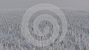 Panoramic view of a snow-covered fir forest in the Lappish tundra