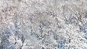 panoramic view of snow-covered woods in winter