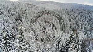 Panoramic View of Snowy Forest in Gorce Mountain Range in Poland, Europe