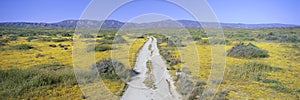 Panoramic view of spring flowers and green rolling hills in Carrizo Plain National Monument, San Luis Obispo County, California