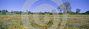 Panoramic view of spring flowers off Route 58 on Shell Creek Road west of Bakersfield, California