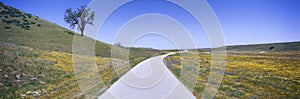 Panoramic view of spring flowers, tree and paved road off Route 58 on Shell Creek Road west of Bakersfield, California