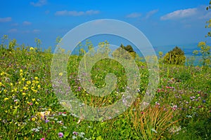 Panoramic view of spring mount Gilboa meadow
