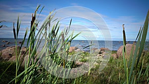 Panoramic view of the stony coast of the Gulf of Finland in sunny summer day