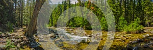 Panoramic view of a stream in Montana wilderness with a large tree near shore