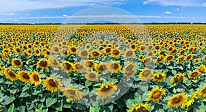 Panoramic view of sunflower field and blue sky at the background.  Sunflower heads on the foreground close up