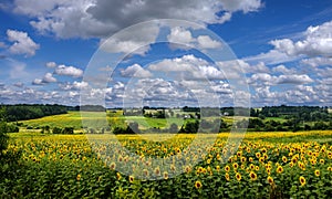 Panoramic view on sunflower field with cloudly sky