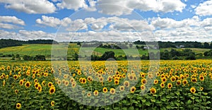 Panoramic view on sunflower field with cloudly sky