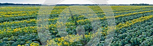 Panoramic view of sunflower field.  Top view of sunflower heads. Picture is taken by drone