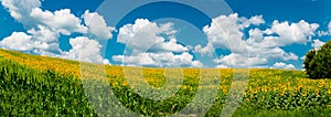 Panoramic view of a sunflower field. Village Popovka, Cherkasy region, Ukraine