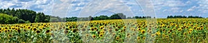 Panoramic view on sunflowers field and cloudy sky